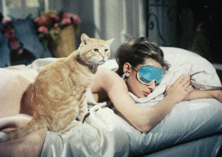 Los gatitos más adorables del cine