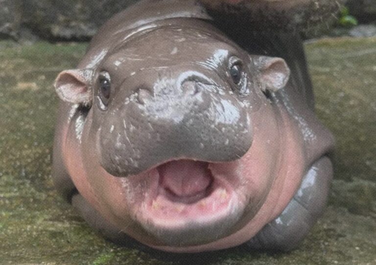 Moo Deng