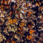 Tu guía rápida para ver mariposas monarca en México