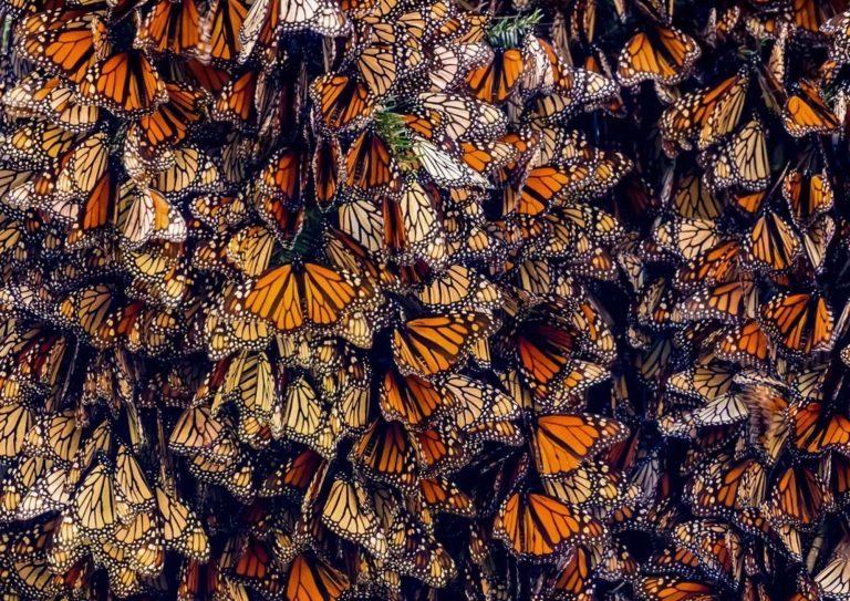 Tu guía rápida para ver mariposas monarca en México